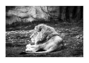 Lion Break