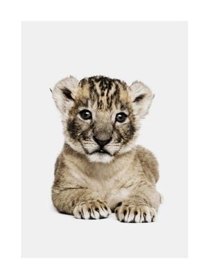 Lion Cub Portrait 30x40
