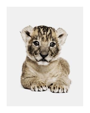 Lion Cub Portrait 40x50