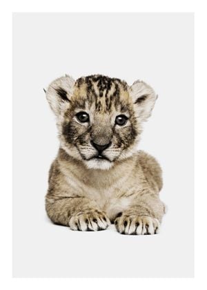 Lion Cub Portrait