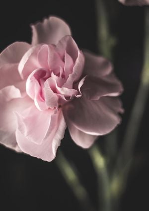Lone Flower 21x30