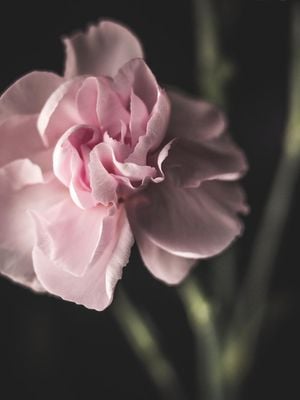 Lone Flower 30x40