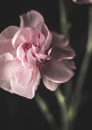 Lone Flower