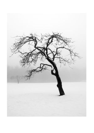 Lonely Tree 21x30