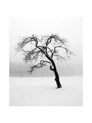 Lonely Tree 30x40