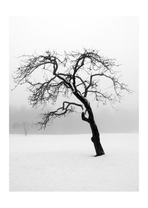 Lonely Tree