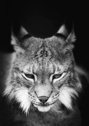 Lynx 21x30