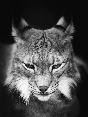 Lynx 30x40