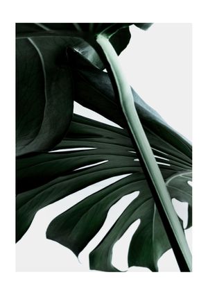 Macro Monstera 21x30