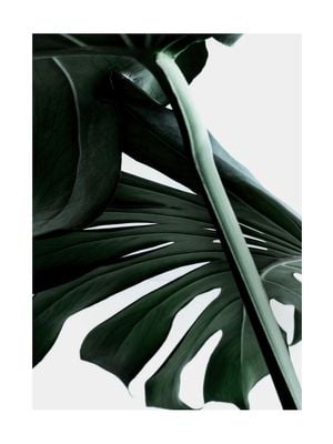 Macro Monstera 30x40