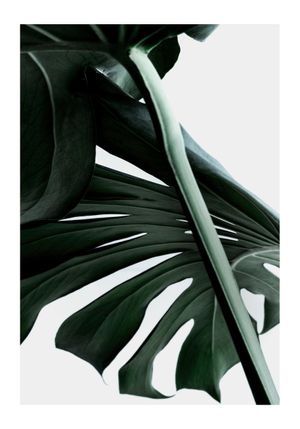 Macro Monstera 70x100