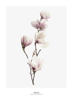 Magnolia 21x30