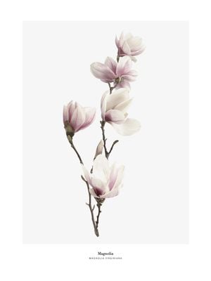 Magnolia 30x40