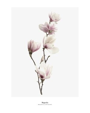Magnolia 40x50