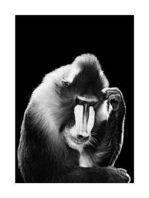 Mandrill 30x40