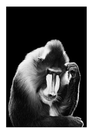 Mandrill 70x100