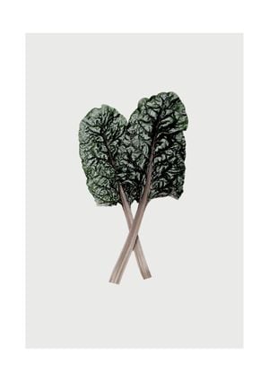Mangold_leaf 21x30