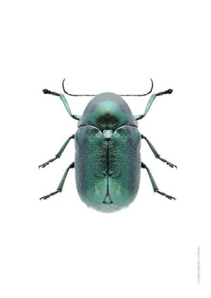 Mint Beetle 21x30