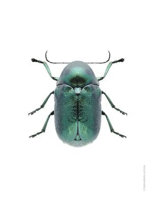 Mint Beetle 30x40