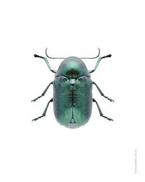 Mint Beetle 40x50