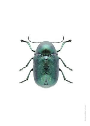 Mint Beetle