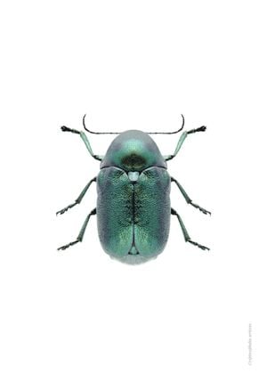 Mint Beetle 70x100