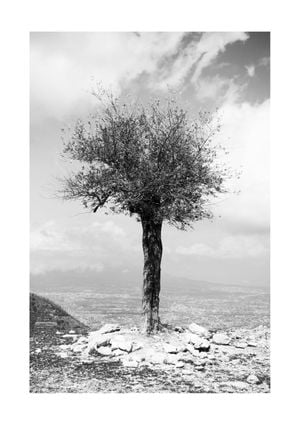Monastery Tree 21x30