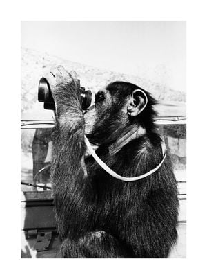 Monkey Business 30x40