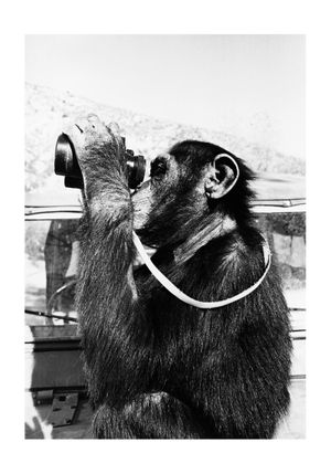 Monkey Business 70x100