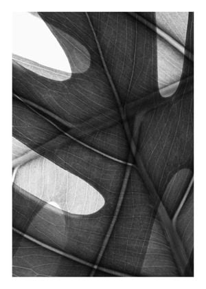 Monstera Camo