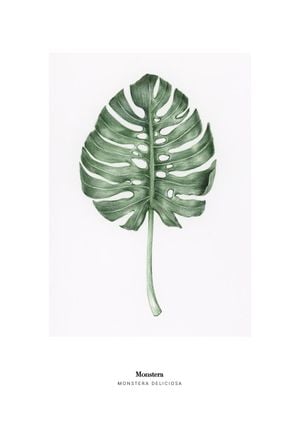 Monstera Deliciosa 21x30