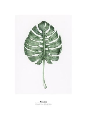 Monstera Deliciosa 30x40