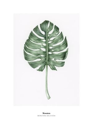Monstera Deliciosa