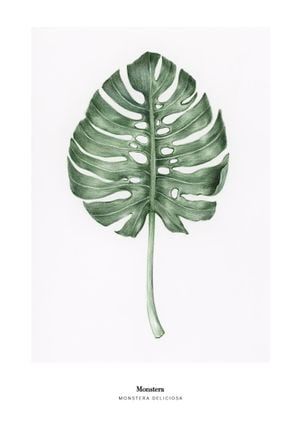Monstera Deliciosa 70x100