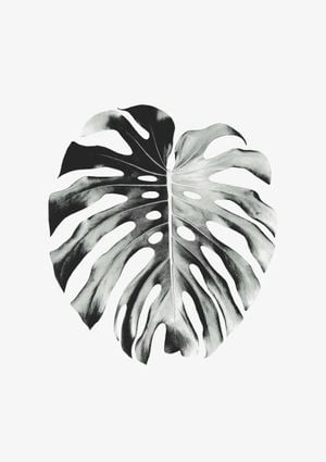 Monstera Leaf 21x30