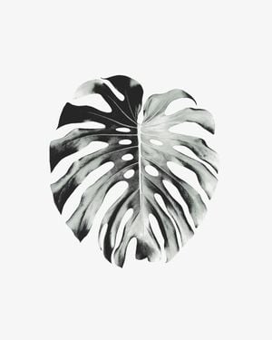 Monstera Leaf 40x50