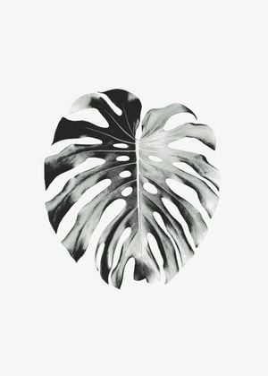 Monstera Leaf 50x70