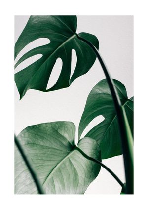Monstera Leaves 21x30