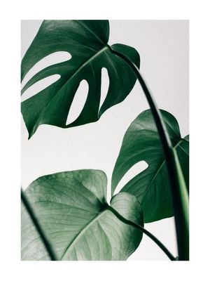 Monstera Leaves 30x40