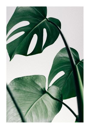 Monstera Leaves 70x100