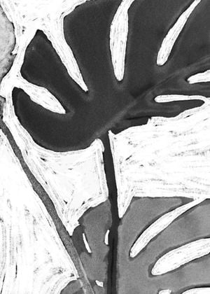 Monstera On Canvas 2 50x70