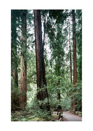Muir Woods 21x30