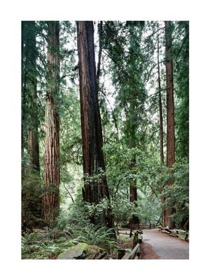 Muir Woods 30x40