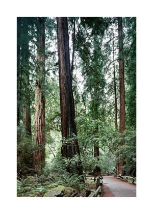 Muir Woods