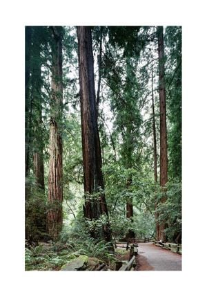 Muir Woods 70x100