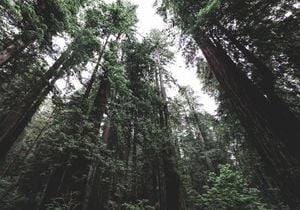 Nordic Forest 100x70