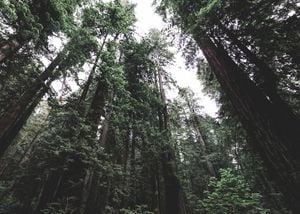 Nordic Forest