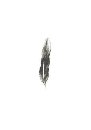 Oh Feather! 70x100
