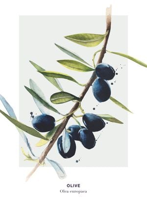 Olive 2