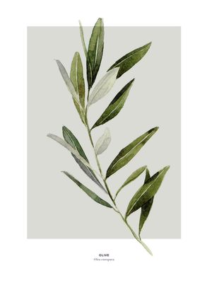 Olive 30x40
